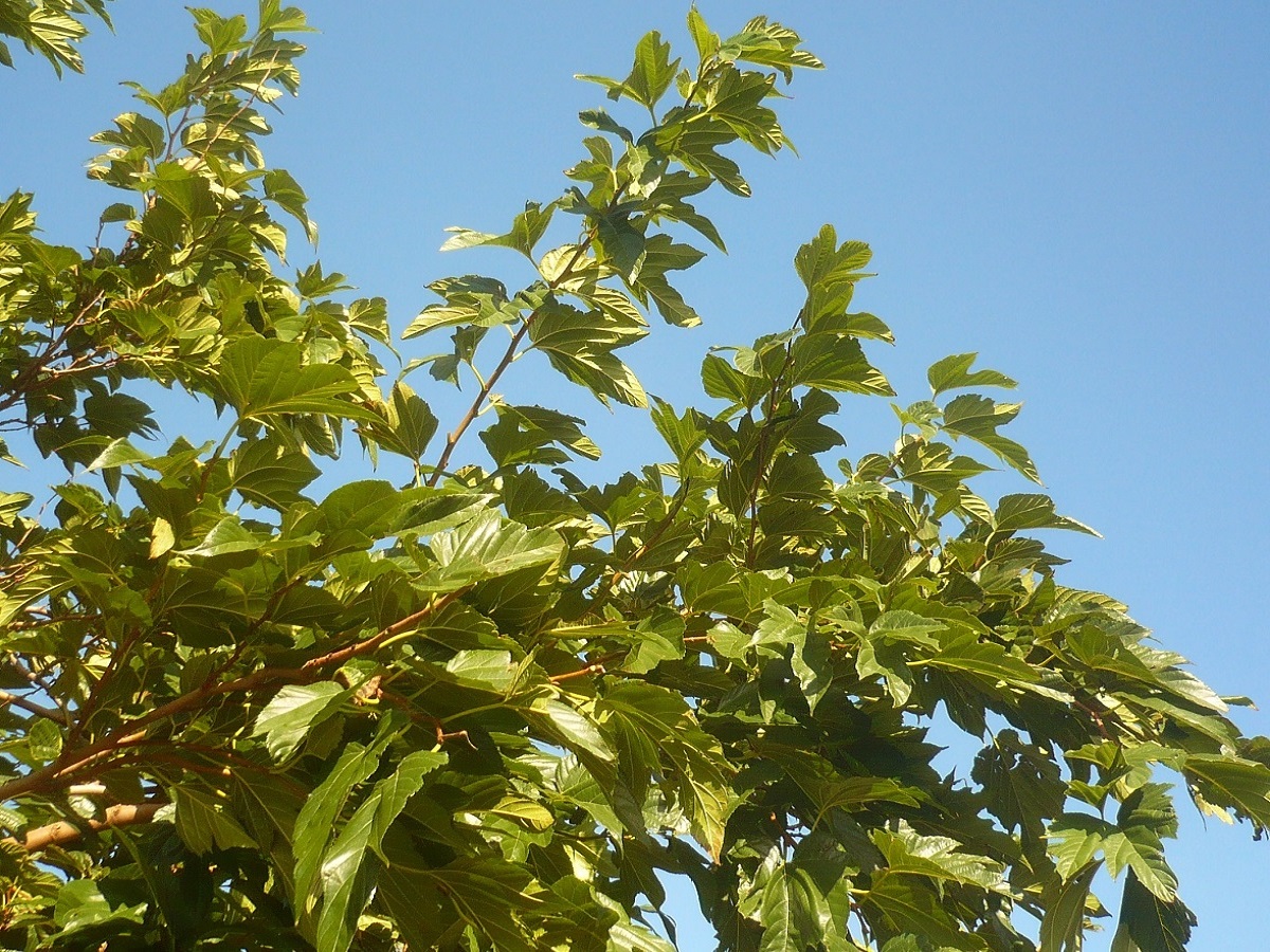 Morus kagayamae (Moraceae)